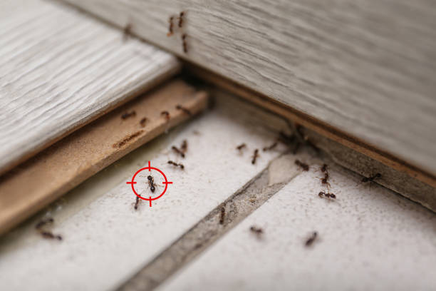 Best Affordable Pest Control Services  in Appalachia, VA