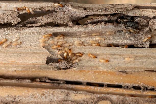 Best Pest Removal Services  in Appalachia, VA